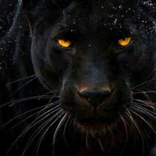 Are You A Werewolf A Witch Or A Vampire Celebsarea Are You A Werewolf A Witch Or A Vampire Celebsarea